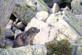 20070719_183041 Marmotta.jpg